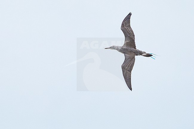  stock-image by Agami/Menno van Duijn,