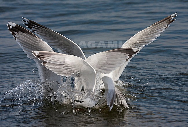 Three adult European Herring Gulls (Larus argentatus) fighting for food on the water in the Wadden Sea of Schiermonnikoog in the Netherlands. stock-image by Agami/Marc Guyt,