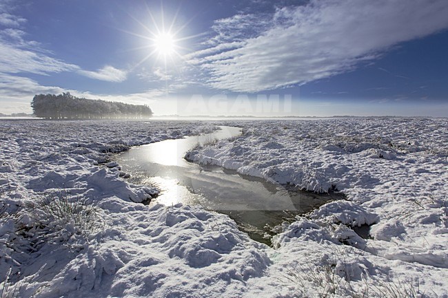 Besneeuwd landschap, Landscape with snow stock-image by Agami/Wil Leurs,