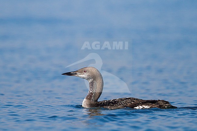 Black-throated Diver, Gavia arctica, Germany, adult moulting stock-image by Agami/Ralph Martin,