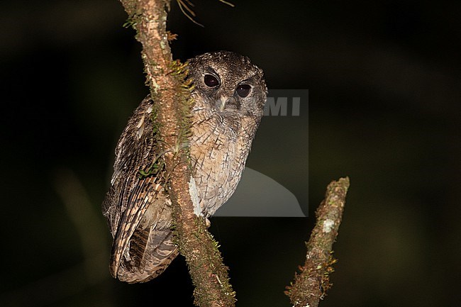 Rufescent Screech Owl (Megascops ingens colombianus) at ProAves Chestnut-capped Piha Reserve, Anorí, Antioquia, Colombia. This taxon was once called the Colombian Screech Owl, but is now lumped with the Rufescent.  Note the lack of rufous color, and the pitch black eyes. stock-image by Agami/Tom Friedel,