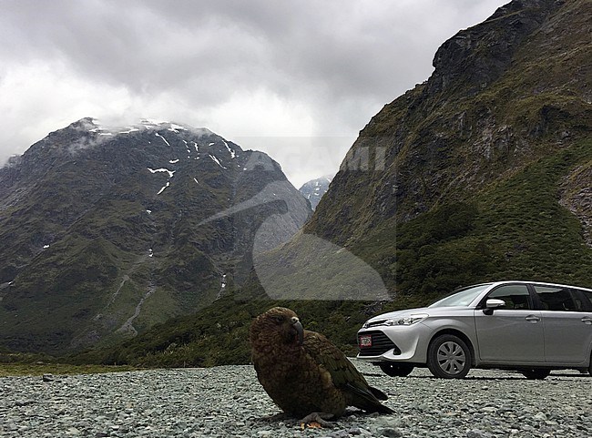 Kea (Nestor notabilis) on South Island, New Zealand. Adult bird sitting on car park in mountains with car in background. stock-image by Agami/Marc Guyt,