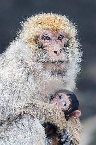 Barbary Macaque (Macaca sylvanus), adult female with a cub stock-image by Agami/Saverio Gatto,