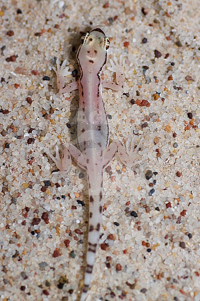 Sharqiyah sand gecko (Trigonodactylus sharqiyahensis) taken the 23/02/2023 at Sharqiyah - Oman. stock-image by Agami/Nicolas Bastide,