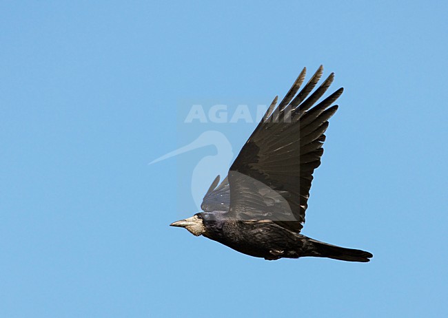Vliegende Roek; Flying Rook stock-image by Agami/Markus Varesvuo,