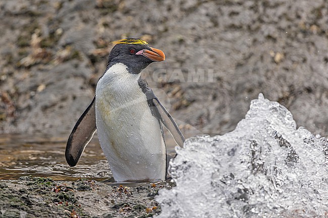 Macaroni Penguin (Eudyptes chrysolophus) on South Georgia. stock-image by Agami/Pete Morris,