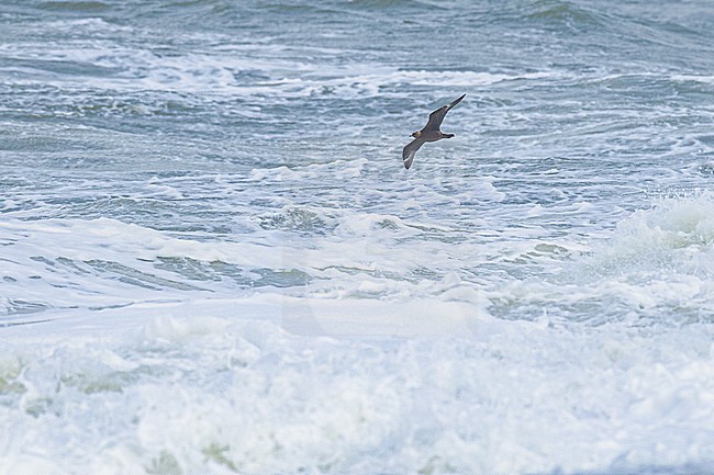  stock-image by Agami/Menno van Duijn,