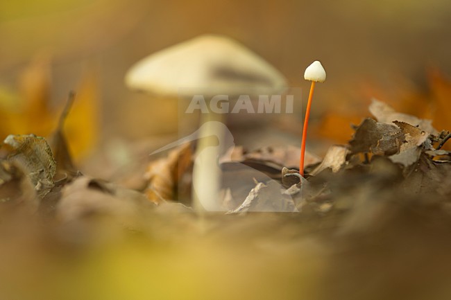  stock-image by Agami/Rob de Jong,