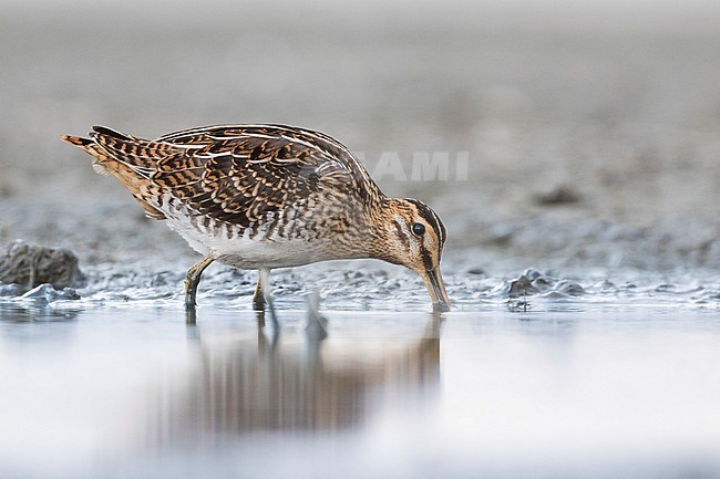 Common Snipe - Bekassine - Gallinago gallinago, Germany stock-image by Agami/Ralph Martin,