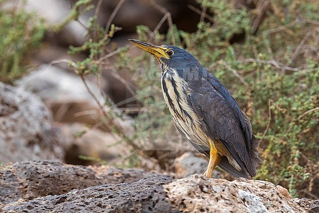 Vagrant Dwarf Bittern (Ixobrychus sturmii) on Fuerteventura, Canary Islands, Spain. A very rare African vagrant to Europe and North Africa. stock-image by Agami/Daniele Occhiato,
