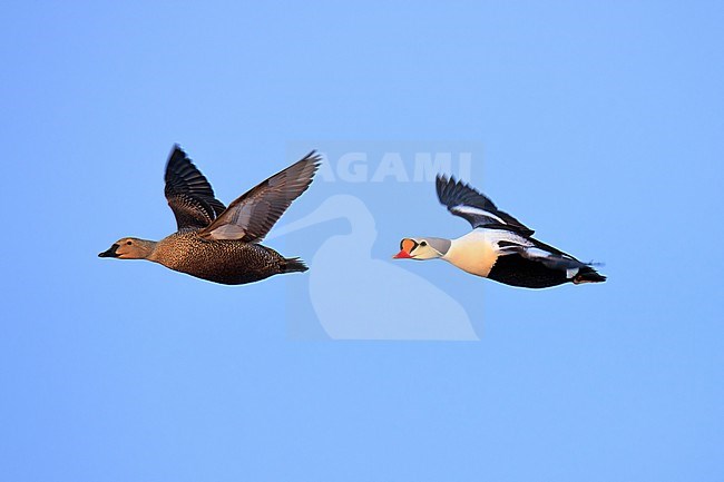 King Eider (Somateria spectabilis) taken the 14/06/2022 at Barrow - Alaska. stock-image by Agami/Nicolas Bastide,