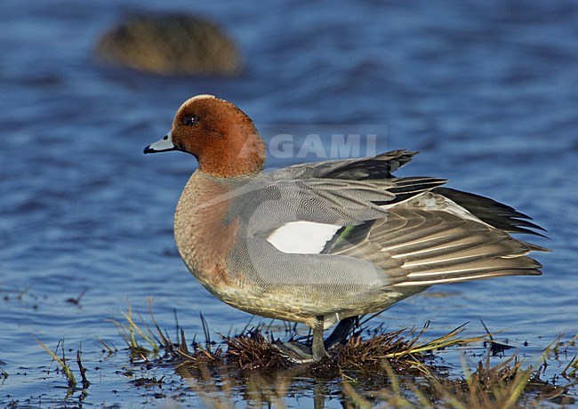 Smient mannetje zittend; Eurasian Wigeon male perched stock-image by Agami/Markus Varesvuo,