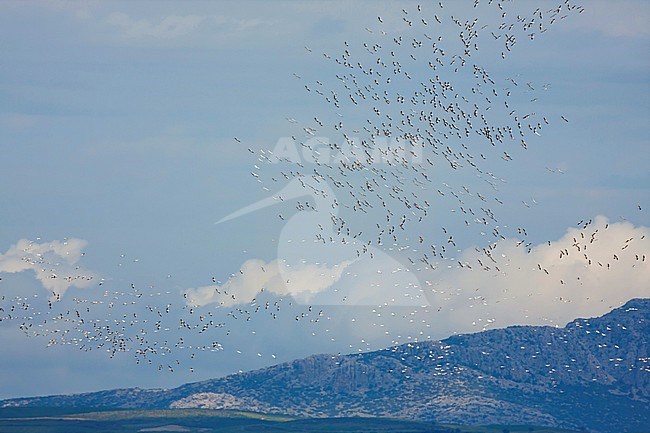 Great White Pelican - Rosapelikan - Pelecanus onocrotalus, Turkey, migrating group stock-image by Agami/Ralph Martin,
