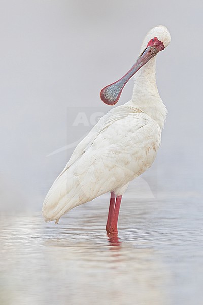 African spoonbill (Platalea alba) preening in Tanzania. stock-image by Agami/Dubi Shapiro,
