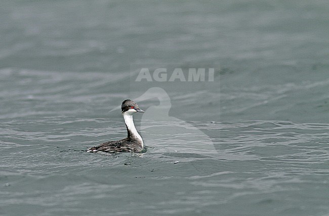 Junin Grebe (Podiceps taczanowskii) is found only on Lake Junin in the highlands of Junin, west-central Peru. The current population is estimated at less than 250. stock-image by Agami/Pete Morris,