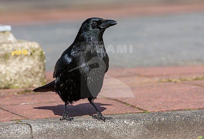 Carrion Crow (Corvus corone) standing on the edge of a pavement in urban environment in Leiden, Netherlands. stock-image by Agami/Marc Guyt,