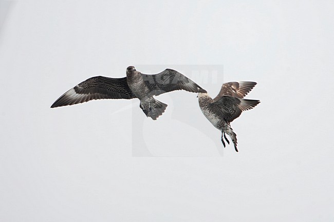 Middelste Jager in de vlucht; Pomarine Jaeger in flight stock-image by Agami/Martijn Verdoes,