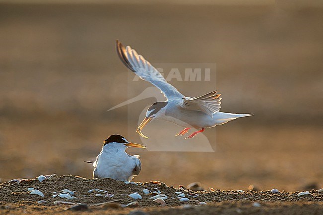 Pair of Little Terns feeding it’s chick in the Mediterranean sea in Spain. stock-image by Agami/Rafael Armada,