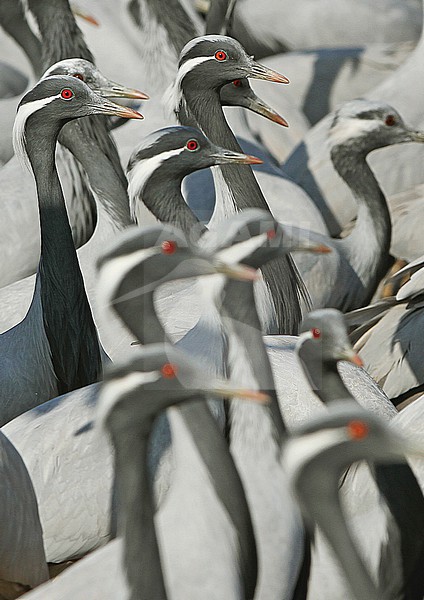 Wintering Demoiselle Cranes, Grus virgo, in India. stock-image by Agami/James Eaton,