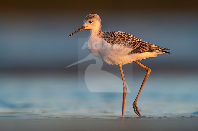 Juvenile Black-winged Stilt (Himantopus himantopus) in Italy. stock-image by Agami/Daniele Occhiato,