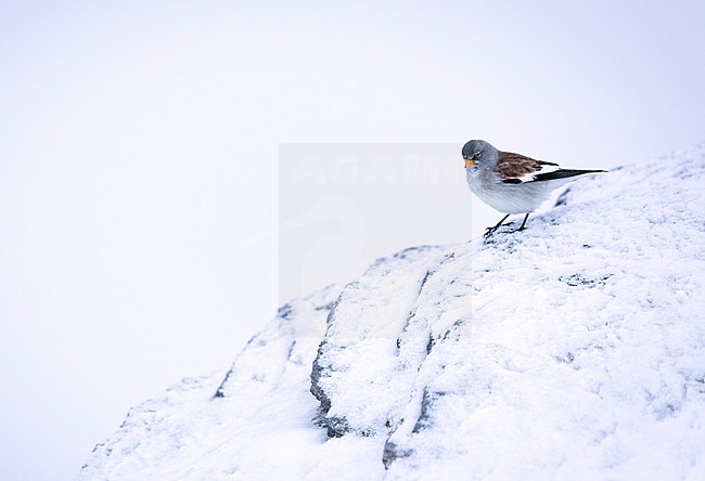 White-winged Snowfinch - Schneesperling - Montifringilla nivalis ssp. nivalis, Switzerland, winter plumage stock-image by Agami/Ralph Martin,