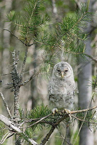 Oeraluil, Ural Owl, Strix uralensis stock-image by Agami/Dick Forsman,