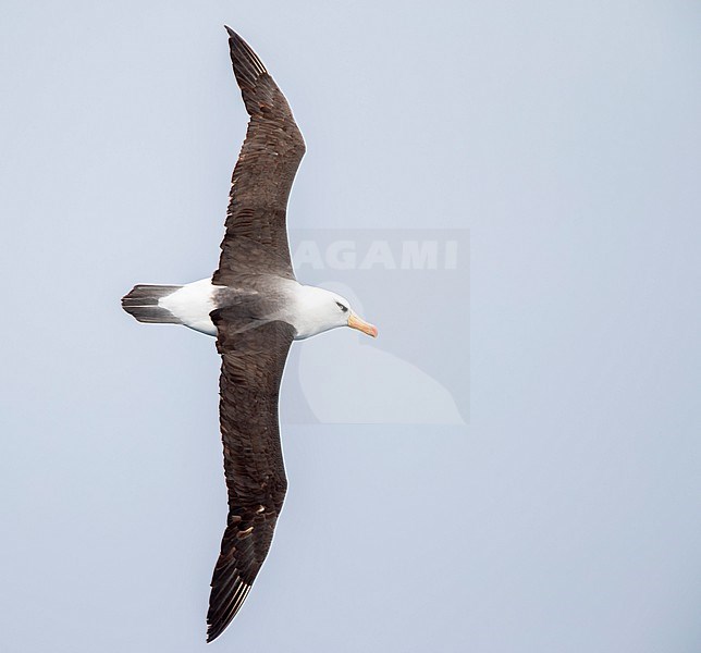 Campbell Albatross (Thalassarche impavida), also known as Campbell Mollymawk, in flight above the southern Pacific ocean of New Zealand. stock-image by Agami/Marc Guyt,