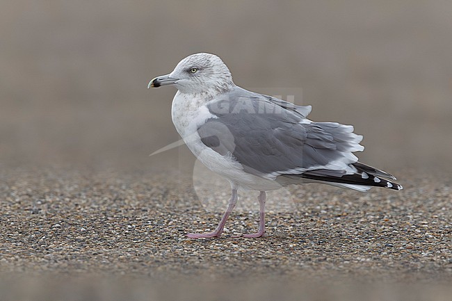 Adult winter Scandinavian Herring Gull (Larus argentatus argentatus) sitting at Browersdam, Zeeland, the Netherlands. stock-image by Agami/Vincent Legrand,