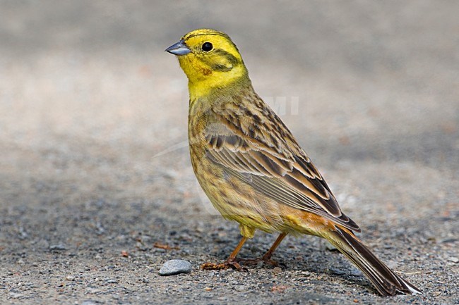 Mannetje Geelgors op de grond; Male Yellowhammer perched on the ground stock-image by Agami/Daniele Occhiato,