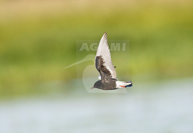 Witvleugelstern, White-winged Tern, Chlidonias leucopterus stock-image by Agami/Marc Guyt,