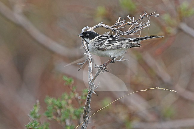 Pallas's Bunting (Schoeniclus pallasi) adult male perched in a tree stock-image by Agami/James Eaton,