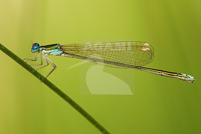 Vrouwtje Dwergjuffer, Female Nehalennia speciosa stock-image by Agami/Wil Leurs,