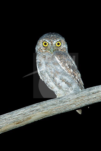 Adult Elf Owl (Micrathene whitneyi) in Brewster County, Texas, USA. stock-image by Agami/Brian E Small,