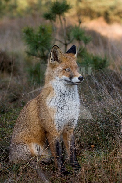 Vos, Red Fox, Vulpes vulpes stock-image by Agami/Wim Wilmers,