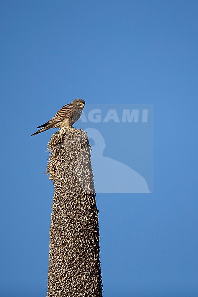 adult common kestrel (Falco tinnunculus) of subspecies rufescens perching on top of an Giant Lobelia (Lobelia rynchopetalum) the Sanetti Plateau of the Bale Mountains in Ethiopia stock-image by Agami/Mathias Putze,