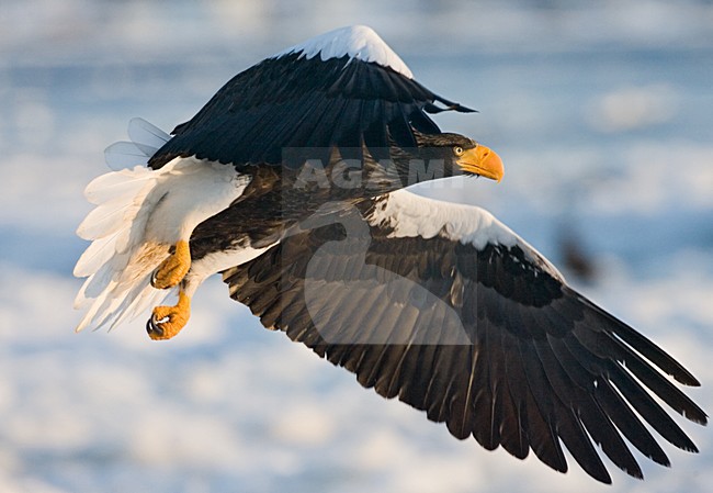 Stellers Sea-eagle adult flying; Steller-zeearend volwassen vliegend stock-image by Agami/Marc Guyt,
