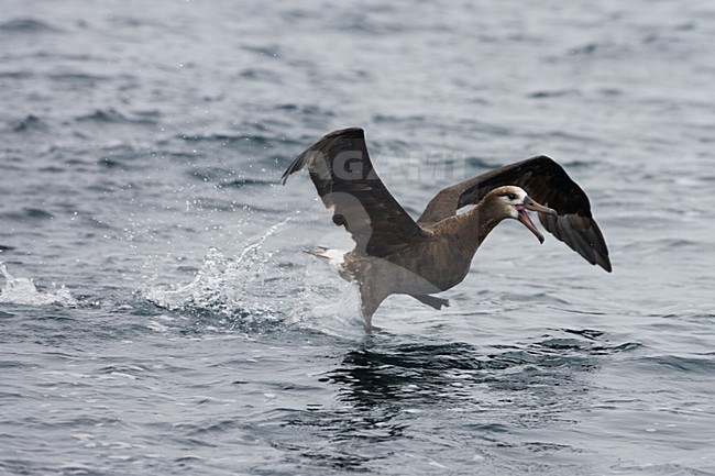 Zwartvoetalbatros op zee; Black-footed Albatross at sea stock-image by Agami/Martijn Verdoes,