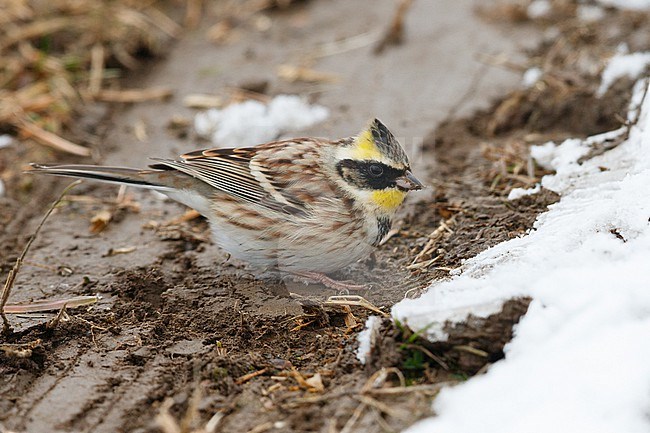Yellow-throated Bunting, also known as Elegant Bunting, in Hokkaido Japan stock-image by Agami/Stuart Price,