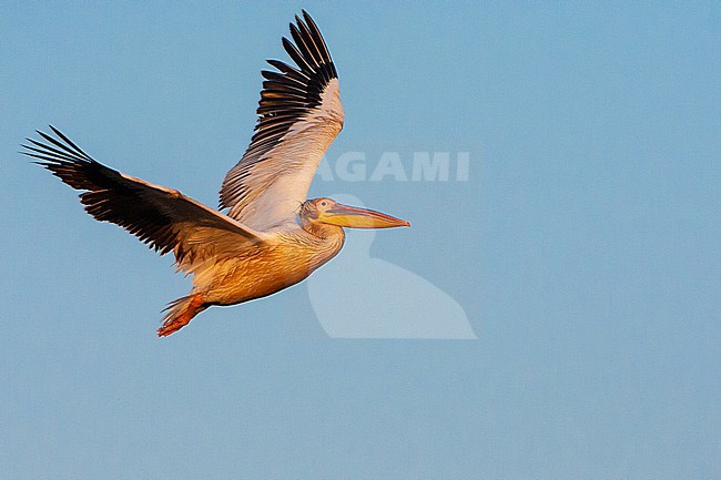 Great White Pelican (Pelecanus onocrotalus) in flight during late evening light in Donau Delta, Romania. stock-image by Agami/Marc Guyt,