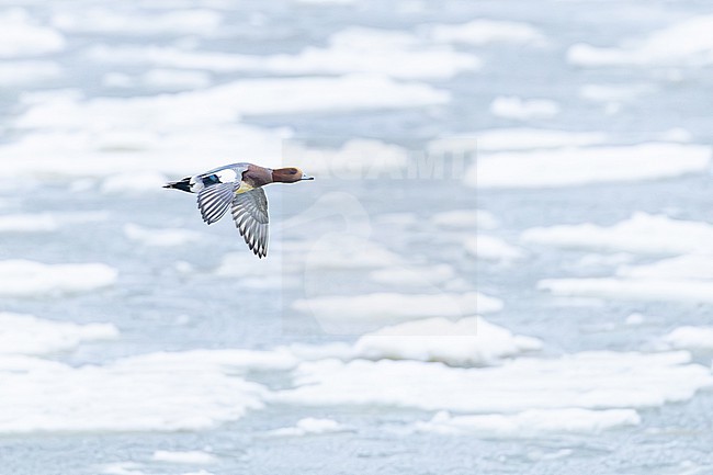 Smient, Eurasian Wigeon, Anas penelope stock-image by Agami/Menno van Duijn,