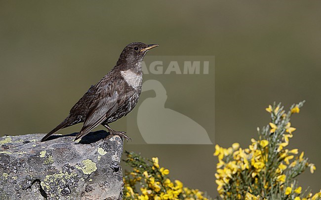 Ring Ouzel (Turdus torquatus alpestris) perched on a rock among yellow flowers in the Cantabrian Mountains, Spain stock-image by Agami/Helge Sorensen,