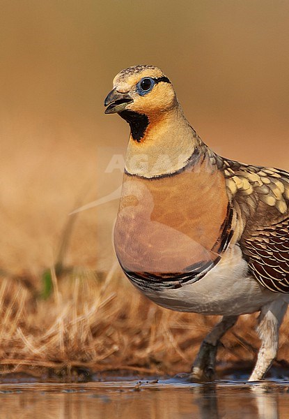 Male Pin-tailed Sandgrouse (Pterocles alchata) in steppes near Belchite in Spain. stock-image by Agami/Marc Guyt,