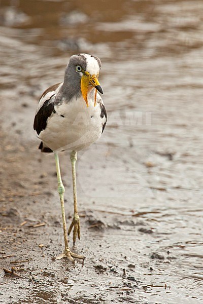 White-crowned Lapwing (Vanellus albiceps) in South Africa. stock-image by Agami/Wil Leurs,
