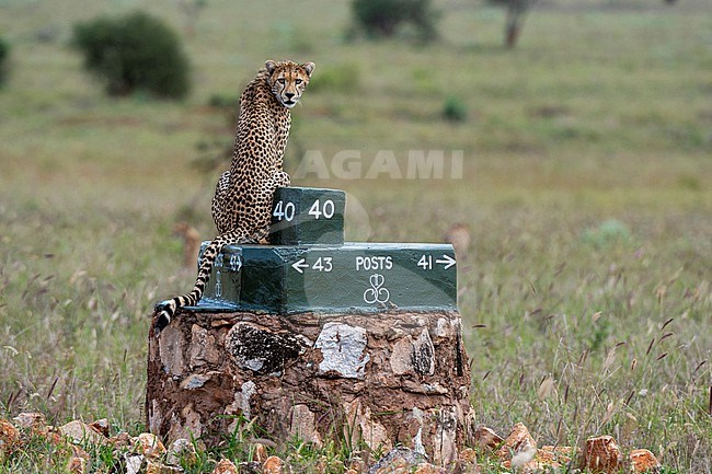 A cheetah, Acynonix jubatus, sitting on a post and surveying the savannah. Voi, Tsavo, Kenya stock-image by Agami/Sergio Pitamitz,