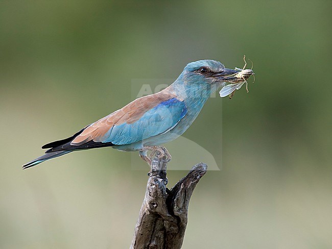 Scharrelaar met sprinkhaan; European Roller with grasshopper; stock-image by Agami/Walter Soestbergen,