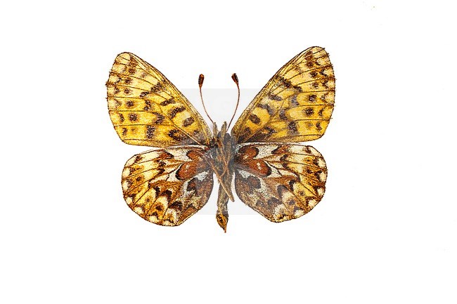Female Freija's Fritillary stock-image by Agami/Wil Leurs,
