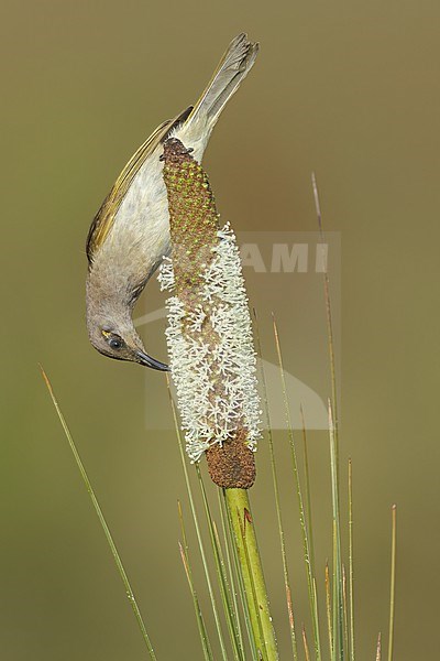 Brown Honeyeater (Lichmera indistincta) perched on a branch in eastern Australia. stock-image by Agami/Glenn Bartley,