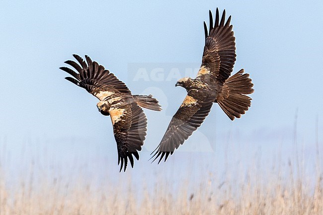 Two Western Marsh Harriers (Circus aeruginosus) fighting in midair near Toledo in Spain. stock-image by Agami/Oscar Díez,