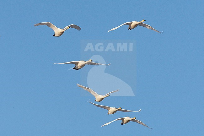 Laulujoutsen 4095 (Cygnus cygnus) Whooper Swan Liminka Finland April 2008 stock-image by Agami/Jari Peltomäki,