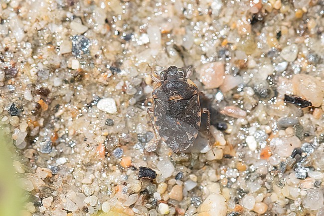 Ochterus marginatus stock-image by Agami/Arnold Meijer,